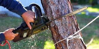 Best Firewood Processing and Delivery  in King City, CA