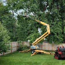 Best Tree and Shrub Care  in King City, CA