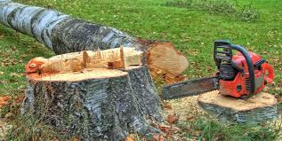 Best Tree Disease Treatment  in King City, CA