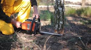 Best Root Management and Removal  in King City, CA
