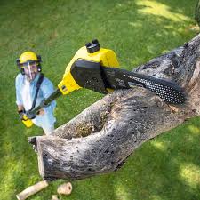 Reliable King City, CA Tree Care Solutions