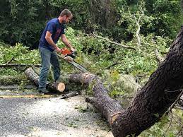 Best Tree Maintenance Programs  in King City, CA