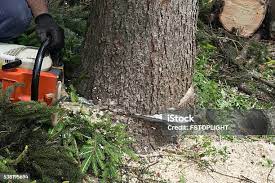 Best Commercial Tree Services  in King City, CA
