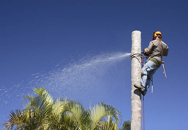 Best Tree Cabling and Bracing  in King City, CA