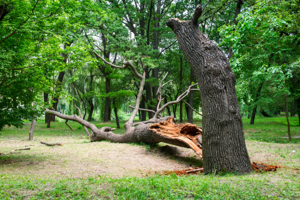 Best Emergency Tree Removal  in King City, CA