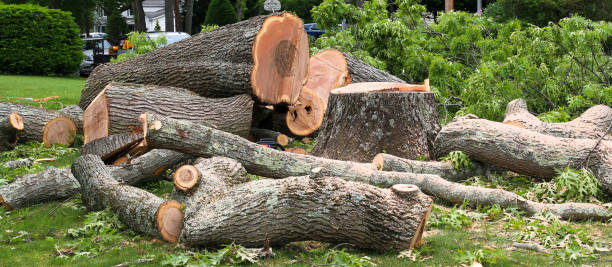 Best Hazardous Tree Removal  in King City, CA