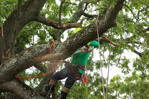 Best Tree Preservation Services  in King City, CA