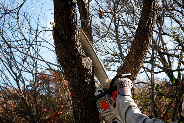 Best Lawn Pest Prevention  in King City, CA