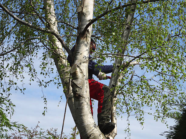Best Tree Mulching  in King City, CA