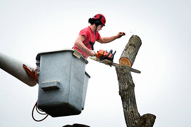 Best Tree Health Inspection  in King City, CA