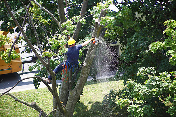 Best Lawn Pest Prevention  in King City, CA