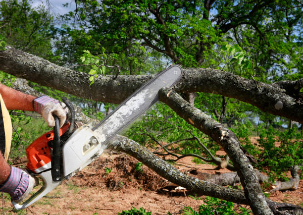 Best Tree Maintenance Programs  in King City, CA
