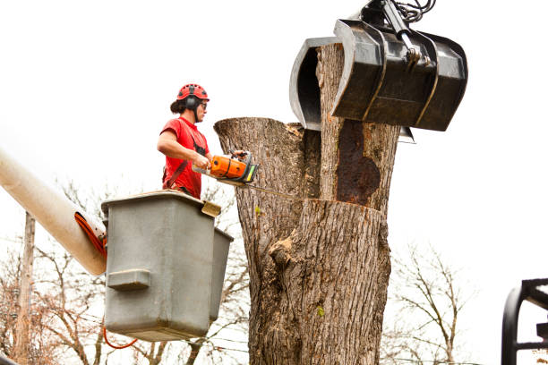 Best Stump Grinding and Removal  in King City, CA